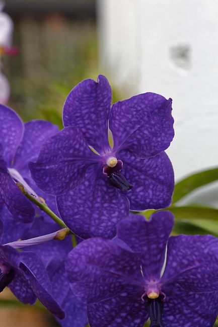 Kandy-Botanical garden-085